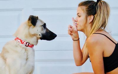 How Dog Training Works: 7 Popular Misconceptions