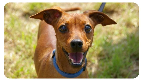 MindfulDogConsultations