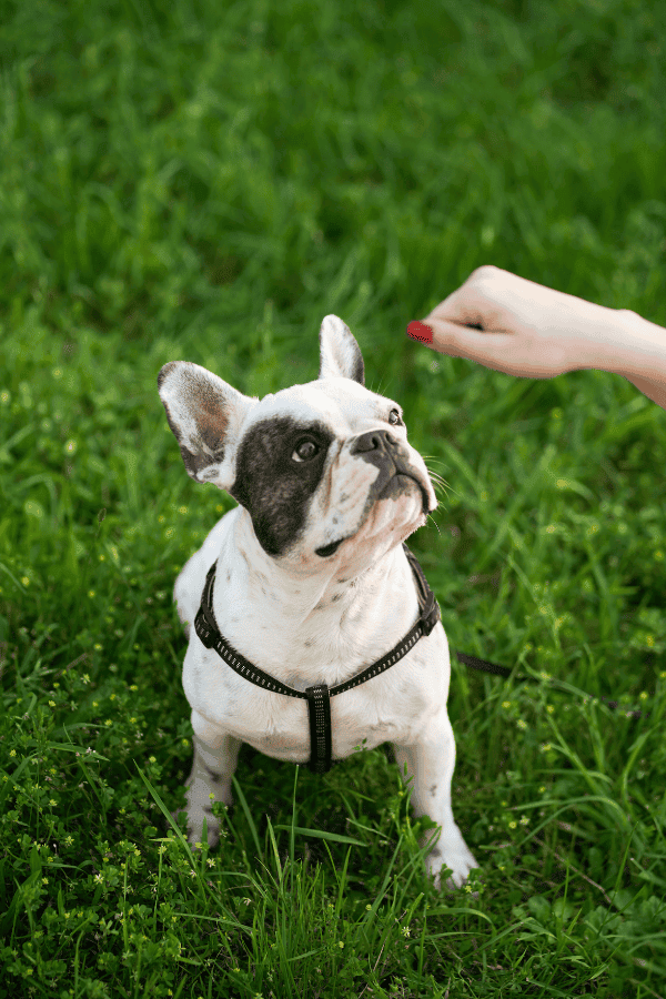 Dog Training in Swampscott