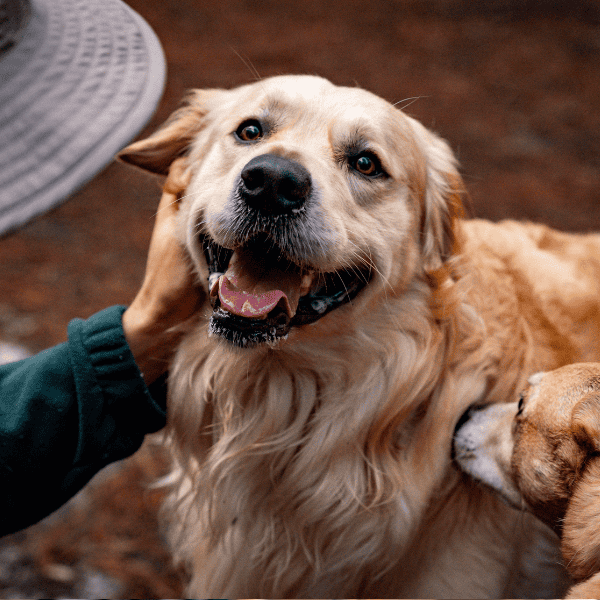 Build a Better Bond With Your Dog in Marblehead The Mindful Dog (1) (1) Build a Better Bond With Your Dog in Marblehead The Mindful Dog