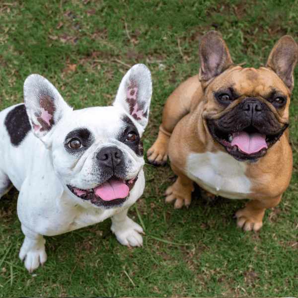 Build a Better Bond With Your Dog in Marblehead The Mindful Dog (2) Build a Better Bond With Your Dog in Marblehead The Mindful Dog