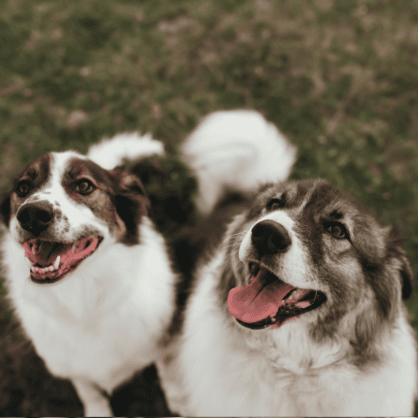Build a Better Bond With Your Dog in Salem The Mindful Dog (1) (1) Build a Better Bond With Your Dog in Salem The Mindful Dog