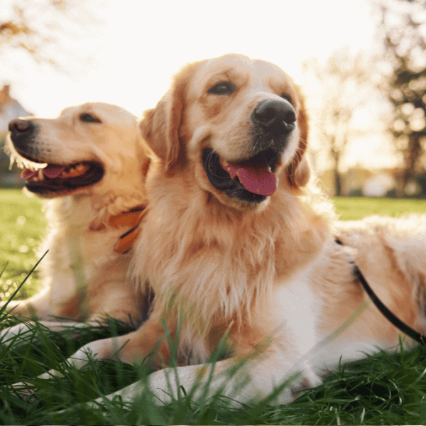 Build a Better Bond With Your Dog in Salem The Mindful Dog (2) Build a Better Bond With Your Dog in Salem The Mindful Dog