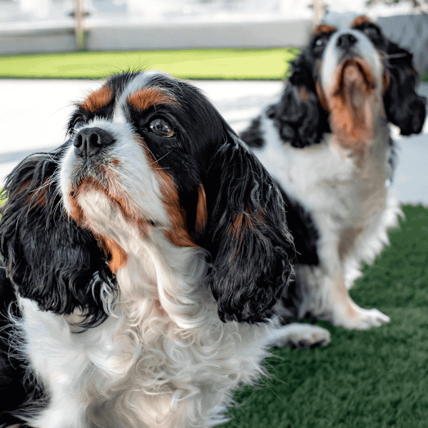 Build a Better Bond With Your Dog in Swampscott The Mindful Dog (2) (1) Build a Better Bond With Your Dog in Swampscott The Mindful Dog