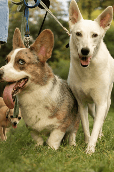Why Dog Owners in Marblehead Choose Me (1) (1) Why Dog Owners in Marblehead Choose Me