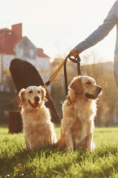Why Dog Owners in Marblehead Choose Me (2) Why Dog Owners in Marblehead Choose Me