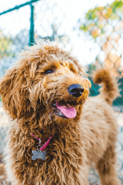Why Dog Owners in Salem Choose Me (2) Why Dog Owners in Salem Choose Me