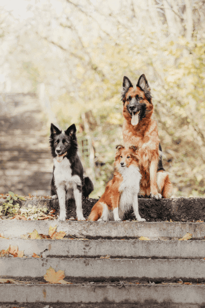 Why Dog Owners in Swampscott Choose Me (1) (1) Why Dog Owners in Swampscott Choose Me