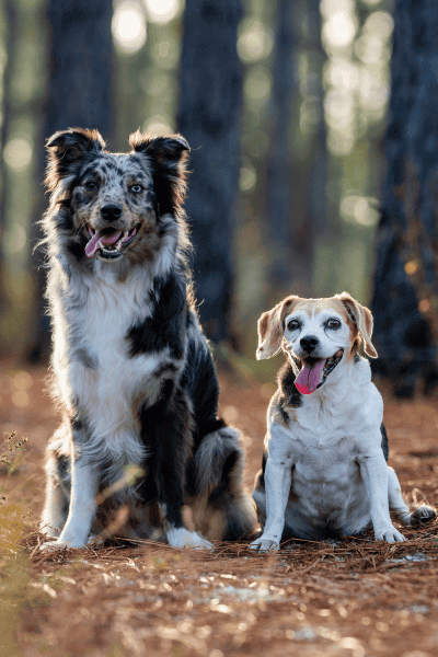 Why Dog Owners in Swampscott Choose Me (3) (1) Why Dog Owners in Swampscott Choose Me